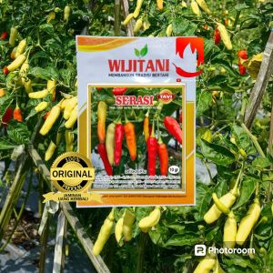 benih cabe rawit SERASI TAVI 10gr wijitani