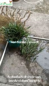 ต้อยติ่งฝรั่ง ฟ้าประทานพร (สีม่วง) 10กิ่ง 20กิ่ง 30กิ่ง 50กิ่ง 100กิ่ง แถมสูงสุด10 กิ่ง กิ่งสด ตัดสด ต้นแข็งแรง เลี้ยงง่าย โตไว