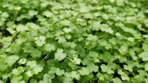 Hydrocotyle sp Australia(澳洲天湖葵 )Emerge水上叶/Aquatic plant//Tumbuhan Akuatik/Terrarium/ Paludarium/Vivarium