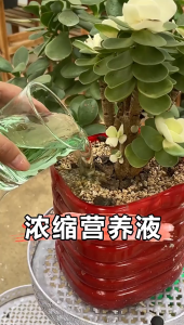 浓缩营养液 Concentrated Nutrient Solution Liquid Nutrient nutrien pekat Slow Release Nutrient Sticks