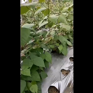 【24-Hour Delivery】6CPS 3PCS Garden Plant Climbing Net 2Mx100M Reusable Durable Nylon Cucumber Vegetables Trellis Net Support Flower Climbing Vine Plant Patio Shape Indoor Outdoor