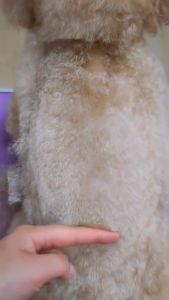 COD BaoRun PRO Alat Cukur Elektrik Bulu Hewan Pet Rechargeable - K5 / Alat cukur khusus domba garut super tajam kambing kucing anjing portable elektrik bahan berkualitas terlaris top hewan peliharaan di cas murah paling bagus terbaik charge viral terlaris