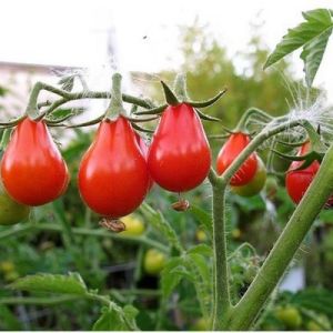 10 BIJI / BENIH TOMAT RED PEAR  (REPACK)