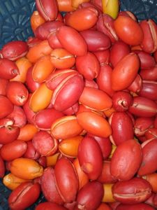 Kulit Melinjo fresh 1/2 kg