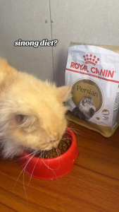 400g 2kg Royal Canin Cat Persian Tailor Nutrition Dry Food All Stages Adult Kitten Pet Essentials