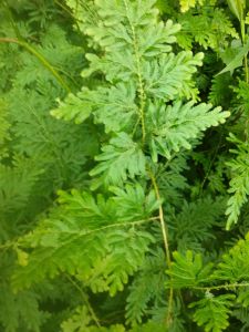 jual daun cakar ayam 1kg  yang banyak manfaat dan khasiat ny