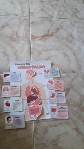 BUSY PAGE Seri Belajar Organ Dalam Tubuh Velcro Kreatif Murah