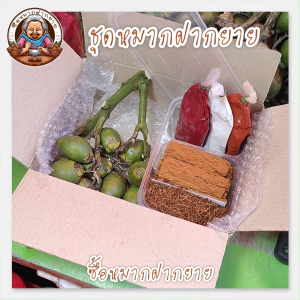 ชุดหมากสด หมากสด หมากอ่อน พลูกินหมาก ปูนกินหมาก เปลือกไม้ ยาฉุน ยาจืด ยากินหมาก หมากคนแก่ ซื้อหมากฝากยาย