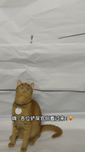 CFA Championship-Grade Realistic Insect Cat Teaser Wand |CFA 赛级仿真小飞虫逗猫棒