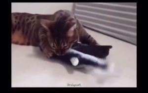 Mainan Ikan Interaktif: Bergerak, Menari & Catnip