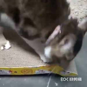 ชิ้น เล็ก แบบใหม่ ที่ลับเล็บแมว กระดาน ทำจากกระดาษลูกฟูก 1 ชิ้น