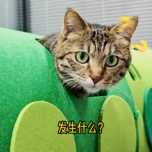 “LOCAL STOCK" Cat Tunnel with Scratching Board Self-Play Toy Green Train Passage Corrugated Paper and Non-Woven Fabric for Claw Grinding Car-Style Cat House