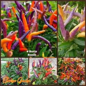 8 BUTIR BIJI/BENIH CABE RAINBOW GARDA FIREWORK PEPPER