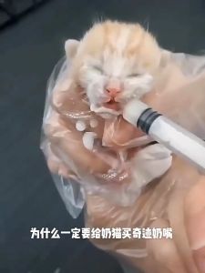 จุกป้อนนมแมว จุกนมแมว จุกนมแมวแรกเกิด ซิลิโคนนิ่ม จุกนมกระรอก ไซริงค์ป้อนนม ลูกแม ลูกหมา ชูการ์ แฮมสเตอร์