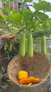 hạt giống Cải Xanh SH 200 bẹ dày lá cao gói 100g