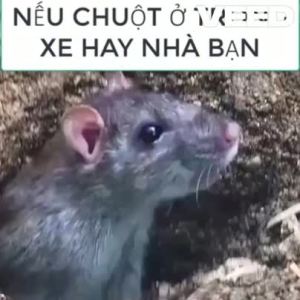 Hộp Đuổi Chuột Earth Đuổi Chuột Một Vòng Trái Đất Lưu Hương Cực Lâu Ngăn Chuột Quay Trở Lại An Toàn Với Trẻ Nhỏ Và Vật Nuôi.