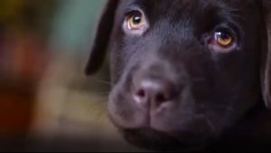 Powerful Insecticide Spray: Flea & Tick Repellent for Cats & Dogs