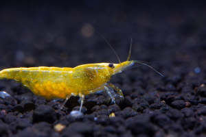 🍀Ready Stock 🍀5pcs Yellow Golden back shrimp Neocaridina shrimp aquarium