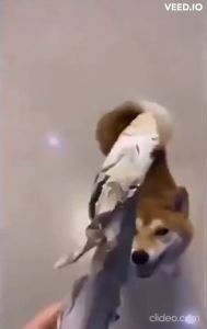 Freeze-Dried Shark Dog Snack Dog Treats Dog Dental Chew 狗磨牙 狗零食 冻干鲨鱼 鲨鱼 手工零食 手工宠物零食 天然零食 宠物风干零食