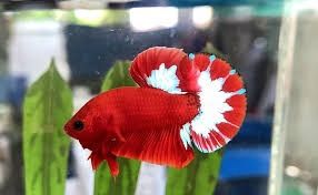 Betta Rô 1 cặp Betta red fancy ( 1 trống + 1 máj đẹp) đã form đẹp hoàn tiền khi ...
