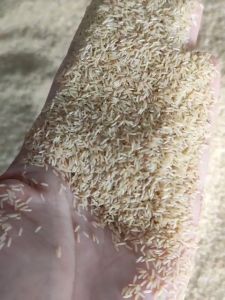 Telur Jangkrik Alam Sliring 1 Kg Cepat Netas 99%