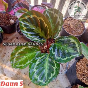 PRODAK ORIGINAL CALATHEA ROSEOPICTA MEDALION - Calathea Medalion IMPORT