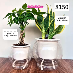 ️RẺ VÔ ĐỊCHCOMBO 2 CHẬU Chậu nhựa trồng cây thủy sinh thủy canh bình trồng cây thủy sinh lọ trồng cây bằng nhựạ kt 13x11cm