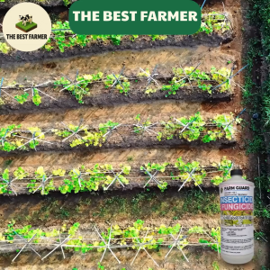 FarmGuard 500ml 2-in-1 Organic Insecticide & Fungicide | Pest & Fungal Protection for Healthy Crops