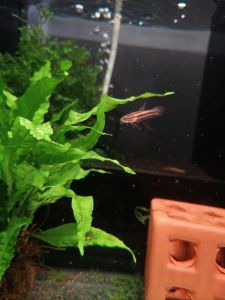 Betta Tussyae (Pairs) (Junior Size)