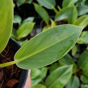 💥โปร 2.2 🔥 [แพ๊ก 10 ต้น] เศรษฐีรวยทรัพย์ กระถาง 3 นิ้ว ฟอร์มสวย ต้นไม้มงคล เสริมโชคลาภ ไม้ฟอกอากาศ ปลูกเสริมบารมี ต้นไม้มงคลรวยๆ