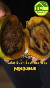 Pengendali Hama Lalat Buah YELLOWKOP