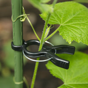 กิ่งก้านตั้งซองสำหรับผัก กระดูกสันหลังพืช ร่มผัก เครื่องมือการเกษตร ช่วยให้พืชเติบโตได้อย่างสม่ำเสมอ ส่งเสริมการเจริญเติบโตของพืช