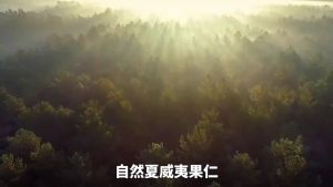 Mustard-flavored xiaweiyiNuts 250g Crispy Nuts 芥末味夏威夷果仁