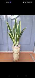 tanaman hias daun lidah mertua latex premum +pot anyam dekorasi rumah .cafe  kantor dll
