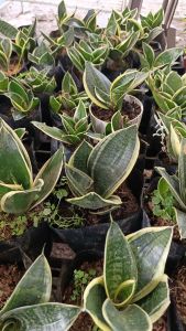 Snake dwarf w/fertilizer