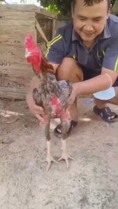 บินดี ตีหนัก พลังเหลือล้น ขาไม่อ่อน หน้าแดงแทงตลอด 100% สินค้าจัดส่งจากบริษัทแท้