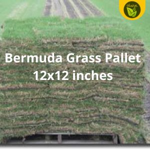 Bermuda Grass Pallet 12x12 inches for planting with roots