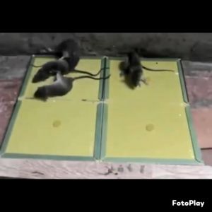 3pcs Rat & Mouse Sticky Mice Rodent Glue Board Bait Trap mouse rat trap (32cmx21cm) Big size