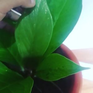 Tanaman Hias Jemani Eka Rumpun 2 Sangat Cocok Untuk Bahan Tanian