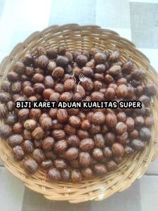 BIJI KARET ADUAN KUALITAS SUPER ISI 5 BIJI KARET PILIHAN TERBAIK