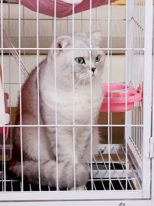 【SG STOCK】Pet Cage With Wheels Multi Level Big Cat Cage Condo House Villa/ Rabbit Cage/ Bird Parrot Cage / Pets Cage Chinchilla