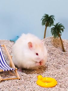 cát Turkey 1kg - thổ nhĩ kỳ (buddy trắng) ít bụi và thơm dành cho hamster / fat tail (đuôi mập) - T3 PETS SHOP