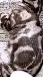 แปรงหวีขนสัตว์เลี้ยง หัวกลมมน โค้งงอ 60 องศา ด้ามจับสบาย ไม่ลื่นมือ Pet Hair Brush BUTO