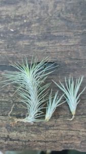 Tillandsia Funkiana Silver Combo Set/ Air plant / 空气草/ 空气凤梨- 狐狸尾巴