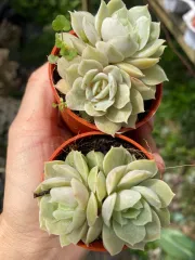 Echeveria 'Claudia' Rose Succulent 克罗地亚玫瑰多肉植物| Lazada