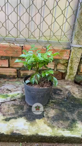 Cây Hạnh Phúc (Size Mini) - Tổng thể tầm 20-30 cm - Trang trí mang phong thủy tốt!