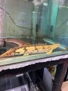 PALMAS TIGER BICHIR [4INCH +-] ENDLICHERI