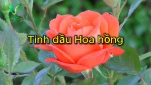 Tinh dầu Hoa hồng 100% từ thiên nhiên (Sản phẩm của Vhealthycare - Duy Nhat Tay Nguyen)