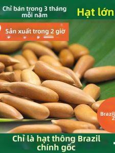 Món Ăn Vặt Dành Cho Bà Bầu Cao Cấp Hạt Thông Jumbo