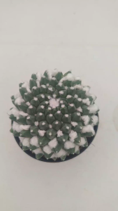 Mammillaria bucareliensis CV.Erusamu แมมปุยหิมะ อิรุซามุ